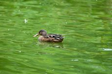 Löffelente (1 von 8).jpg